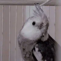 عروس هلندی وایت فیس