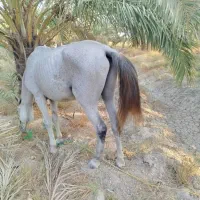 اسب عرب