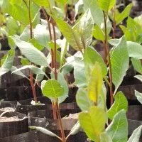 نهال پسته پایه سفید