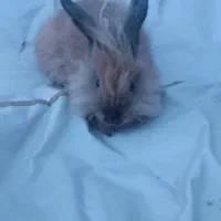 خرگوش لپ نر و ماده