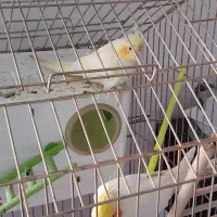 پرنده
