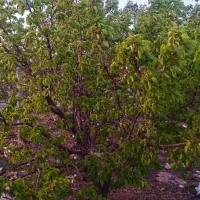 فروش 500متر باغ ویلایی|فروش خانه و ویلا|صوفیان, |دیوار