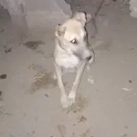 توله سگ گله ای