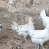 مرغ گلین تخم گذار