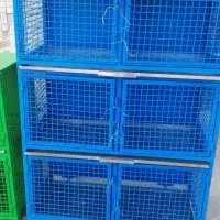 فروش کبوتر دوکتی سرخ|پرنده|خمینی‌شهر, |دیوار