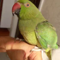 طوطی