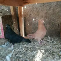 زرد.زاغ ابادانی