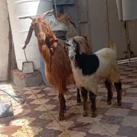 بزهای داشتی کهره دار