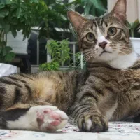 واگذاری گربه رایگان