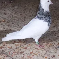 نر و ماده طوقی کلکسیونی درجه ۱