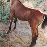 کره نریان 6ماه نژاد درهشور