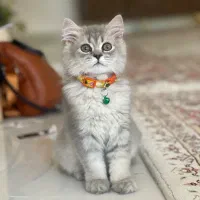 گربه ی میکس بریتیش پرشین ۵ ماهه