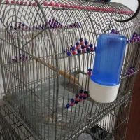 سهره قفس|لوازم جانبی حیوانات|رشت, لاکان|دیوار