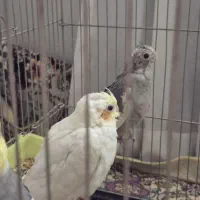 جوجه عروس هلندی لوتینو