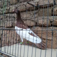 یهودی سرخ نر