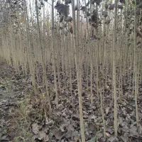 نیازمند سرمایه جهت ایجاد نهالستان|استخدام مالی، حسابداری، حقوقی|خوی, |دیوار