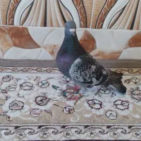 کفتر و خروس لاری