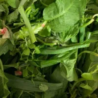 ترشی تره و چوچاق در تالش