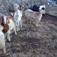 بزوبزغاله|حیوانات مزرعه|انگوت, |دیوار