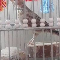 جوجه سهره خاکی( همراه قفس)