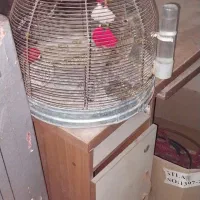 قفس.پرنده|لوازم جانبی حیوانات|شیراز, اصلاح‌نژاد|دیوار