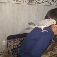 عروس هلندی نر|پرنده|مشکین‌دشت, |دیوار