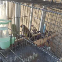 سهره نر رام