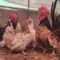 تخم نطفه دار