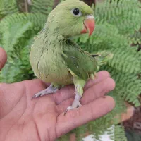 جوجه طوطی ملنگو سرلاکی