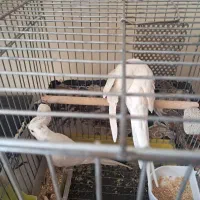 عروس هلندی آلبینو