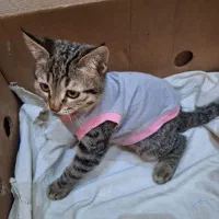 گربه ماده 3ماهه|گربه|اصفهان, سپاهان‌شهر|دیوار