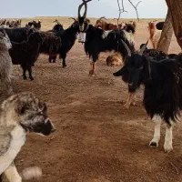 نر بز|حیوانات مزرعه|رامند, |دیوار