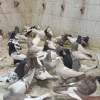 پرنده خوب|پرنده|شیراز, دست خضر|دیوار