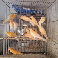 قناری|پرنده|سیرجان, |دیوار