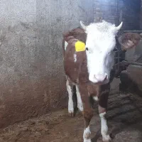 تلیسه سیمینتال|حیوانات مزرعه|کنگاور, |دیوار