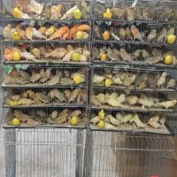 قناری عروس هلندی کوتوله فنچ مرغ عشق قفسطوطی کاسکو