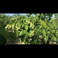 باغ-امامزاده-میثاق