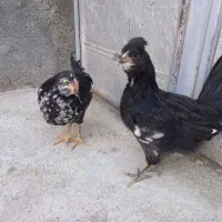 جوجه دو ماه گلین لوری