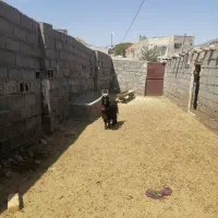 بزغاله شیرازی اصل جلو رو|حیوانات مزرعه|قم, پردیسان|دیوار