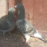 مجسمه کبوتر|مجسمه، تندیس، ماکت|زابل, |دیوار