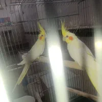 عروس مولد لوتینو با جوجه|پرنده|آران و بیدگل, |دیوار