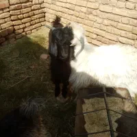 بزغاله نر|حیوانات مزرعه|خوسف, |دیوار