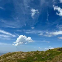 علف زعفران باغ