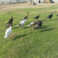 ۱۰ بوقلمون نر|حیوانات مزرعه|قره ضیاالدین, |دیوار