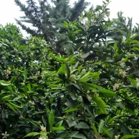 فروش ویلا دوبلکس سنددار نزدیک هتل کوروش-مالک هستم.|فروش خانه و ویلا|چالوس, |دیوار