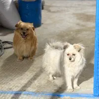 یه جفت سگ پاکوتاه|سگ|کاشان, الغدیر|دیوار