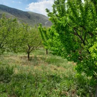 فروش-یک-قطعه-باغ