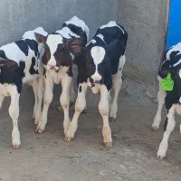 فروش گوساله نر