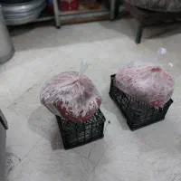 گوشت نخودی|خوردنی و آشامیدنی|تهران, خلیج فارس|دیوار