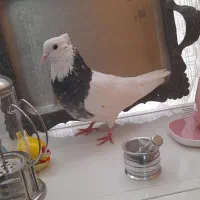 طوقی هفرنگ نر مست